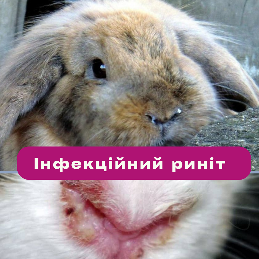 Кролики 3